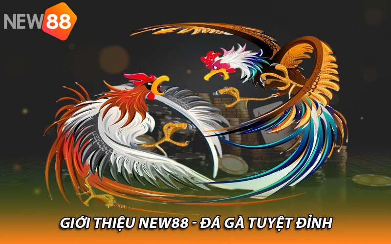 Giới thiệu New88 - Đá gà tuyệt đỉnh 